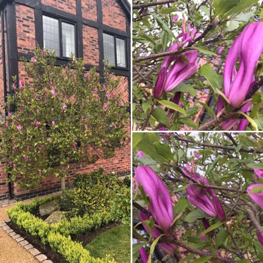 Magnolia