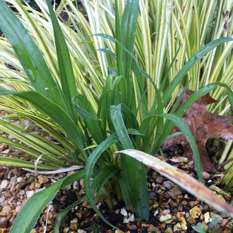 Plant image Hemerocallis 'Bonanza'