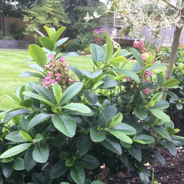 Escallonia 'Pink Elle'