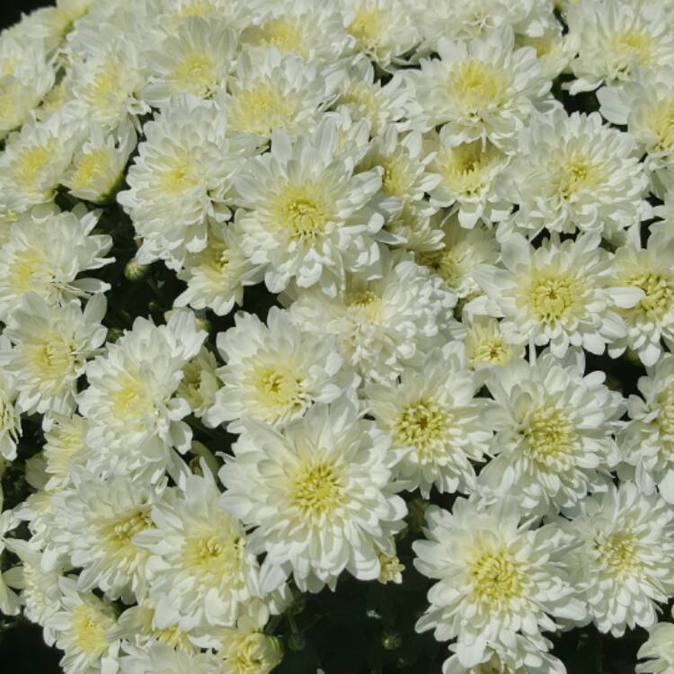 Plant image Chrysanthemum 'Allouise White'