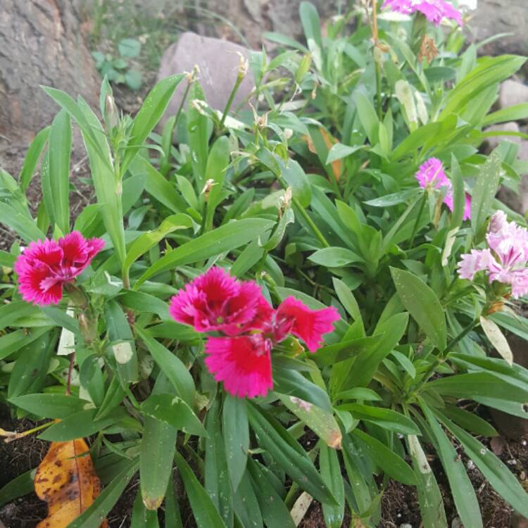 Plant image Dianthus x allwoodii 'Village Pinks Mixed'