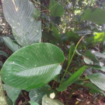 Boakye's garden