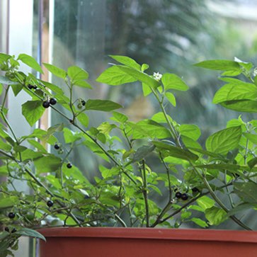plant image 1056231