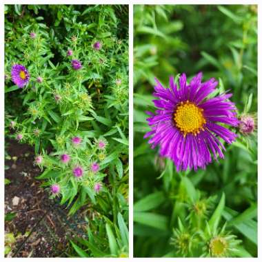 Bob's garden