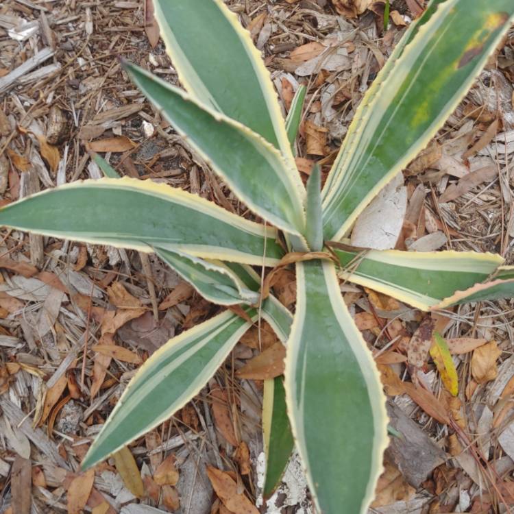plant image 1180330
