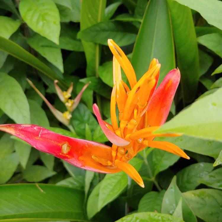 Plant image Heliconia