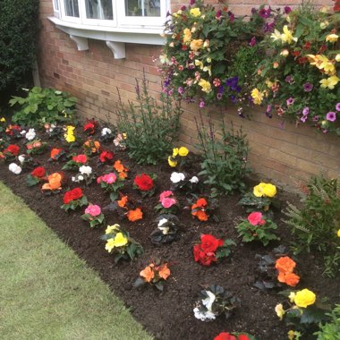 Karen's garden