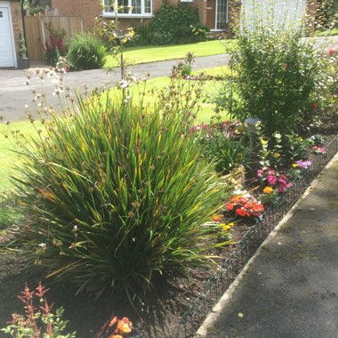 Karen's garden