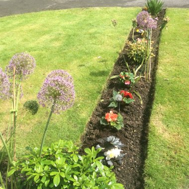 Karen's garden