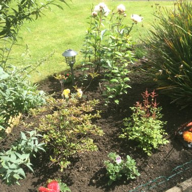 Karen's garden