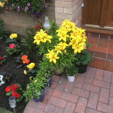 Karen's garden