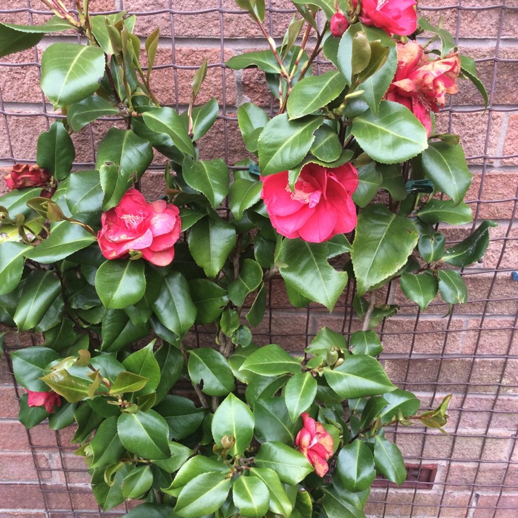 Plant image Camellia japonica 'Doctor King'