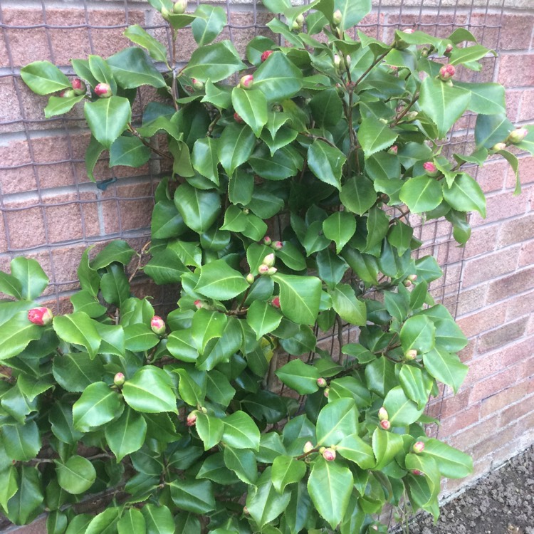 plant image 968851
