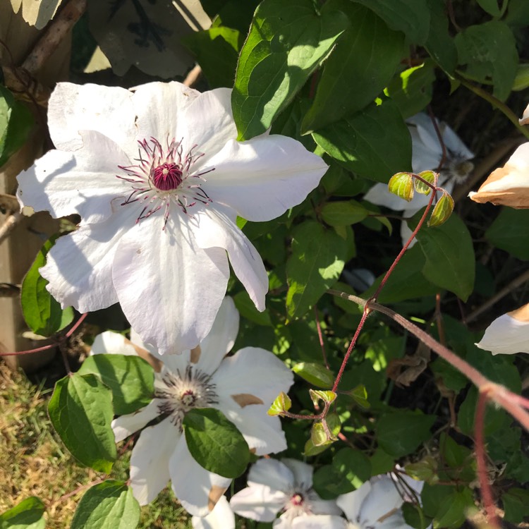 plant image 1293706