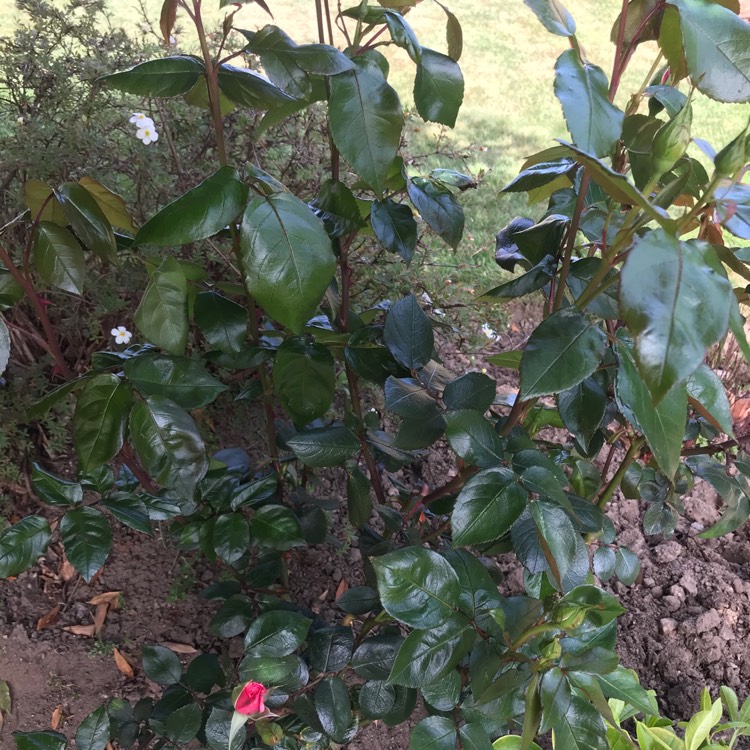 plant image 1294825