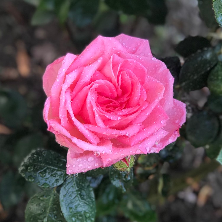 plant image 1304045
