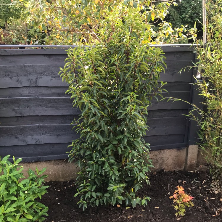 Plant image Prunus lusitanica 'Angustifolia'