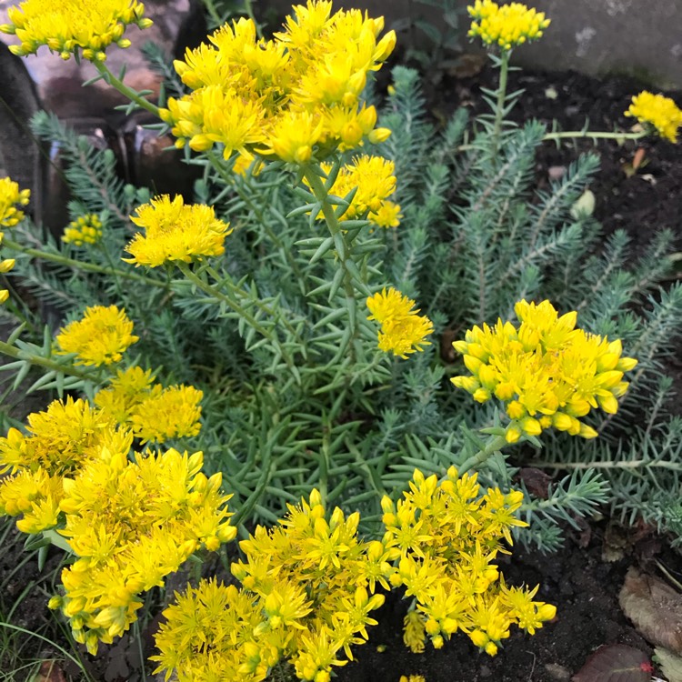 plant image 1353184 plant image 1353184