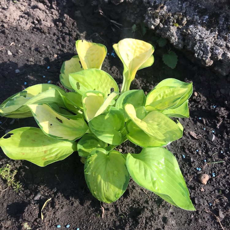 Plant image Hosta 'Paul's Glory'