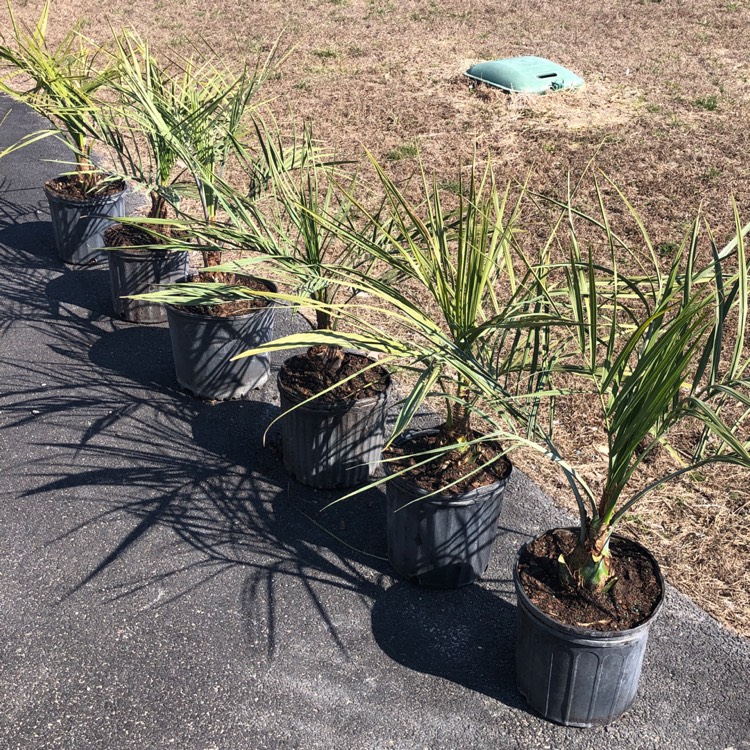 plant image 1243955