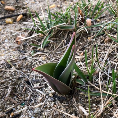 plant image 616564