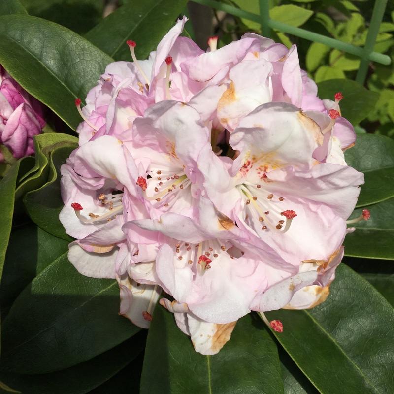 plant image 114740
