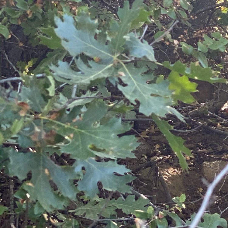 plant image 1382849