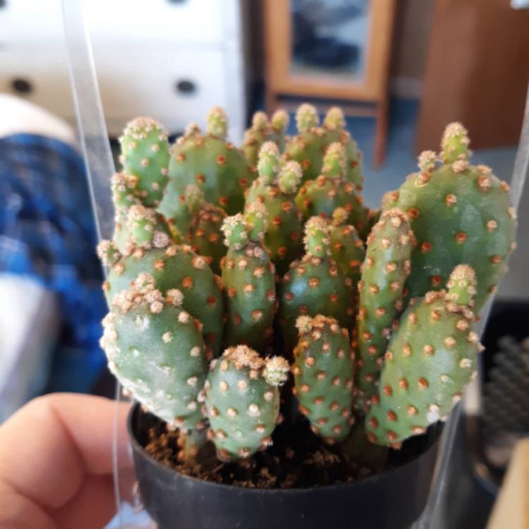 plant image 1010575