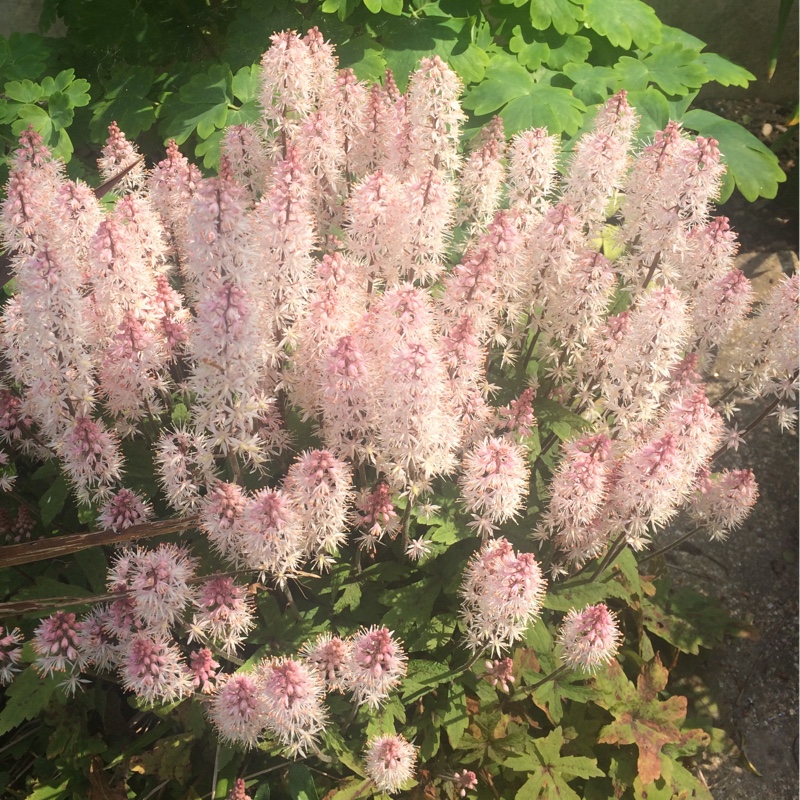 plant image 73532