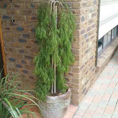 Acacia cognata 'Waterfall'