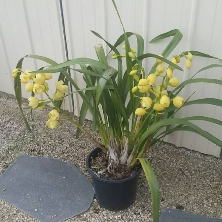 plant image 547974