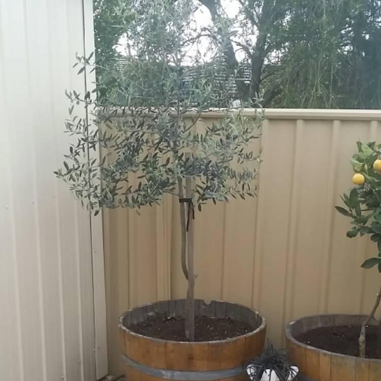 Plant image Olea europaea 'Kalamata'