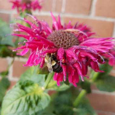 Bergamot 'Cambridge Scarlet'