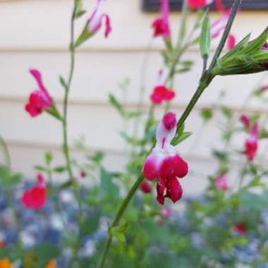 Sage 'Hot Lips'