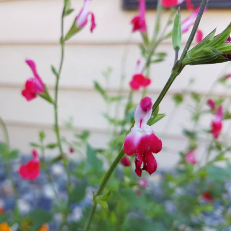 plant image 837866