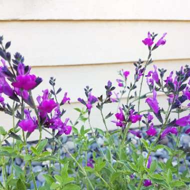 Salvia 'Arctic Blue'