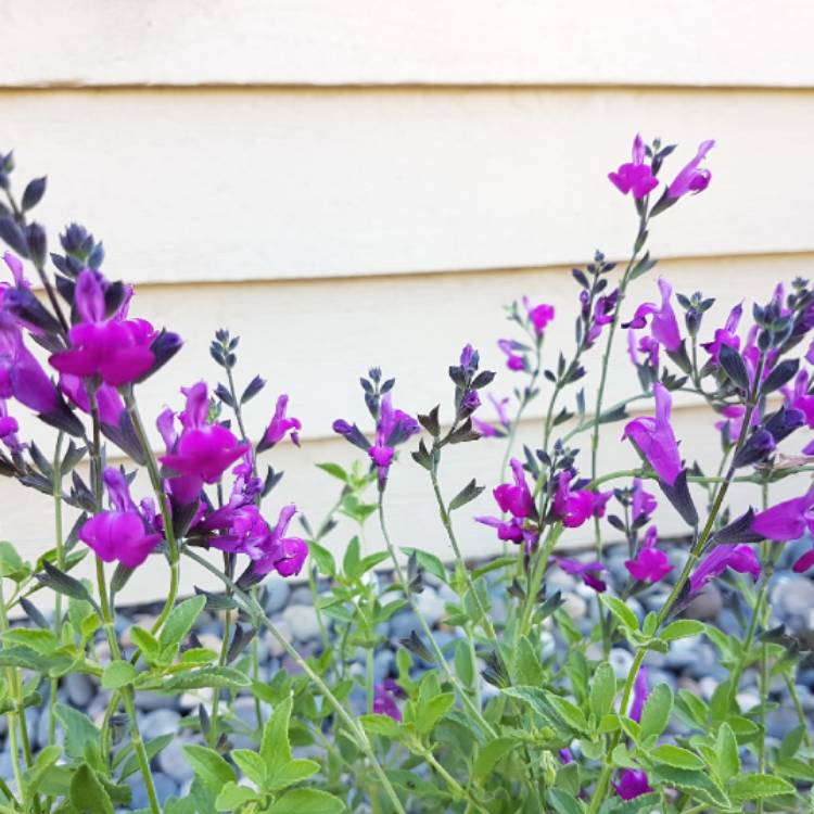 plant image 837867