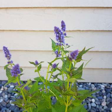 Agastache 'Blue Fortune'