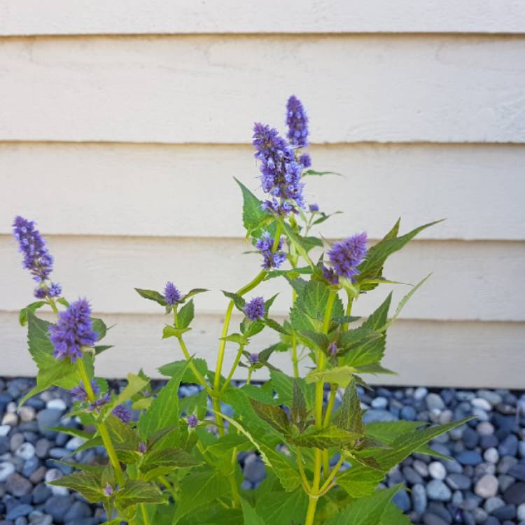 Plant image Agastache 'Blue Fortune'