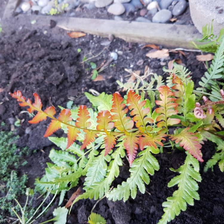 Plant image Dryopteris erythrosora 'Brilliance'