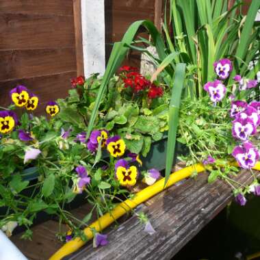 Pansy 'Historic Florist Pansies Mixed'