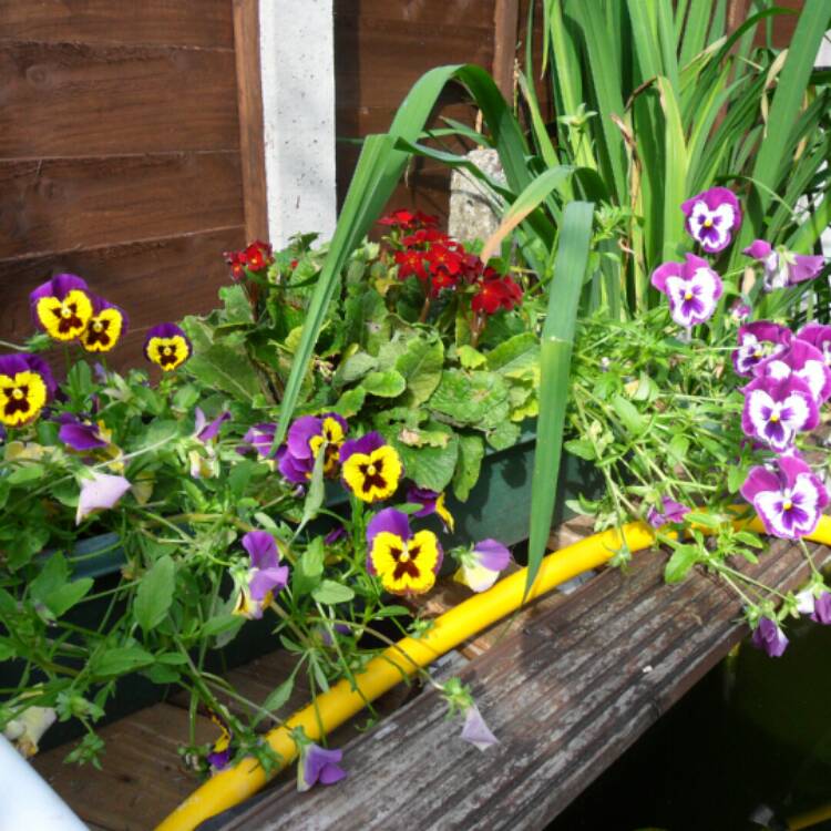 Plant image Viola x wittrockiana 'Historic Florist Pansies Mixed'