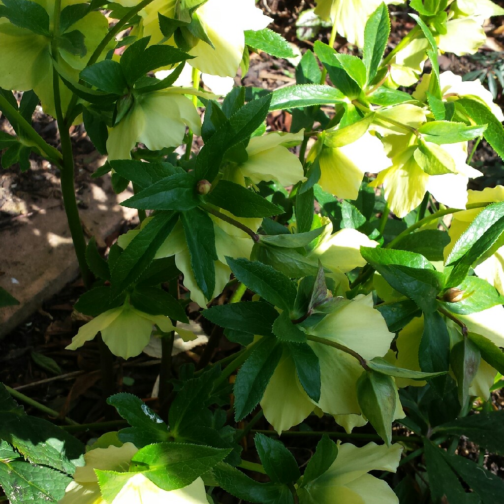 Stephanie's garden