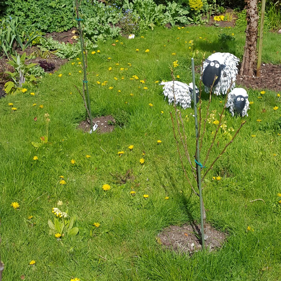 Stephanie's garden