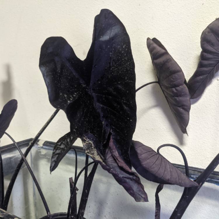 plant image 1542786