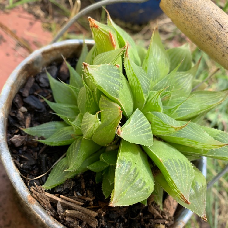 Plant image Haworthia cooperi var. leightonii