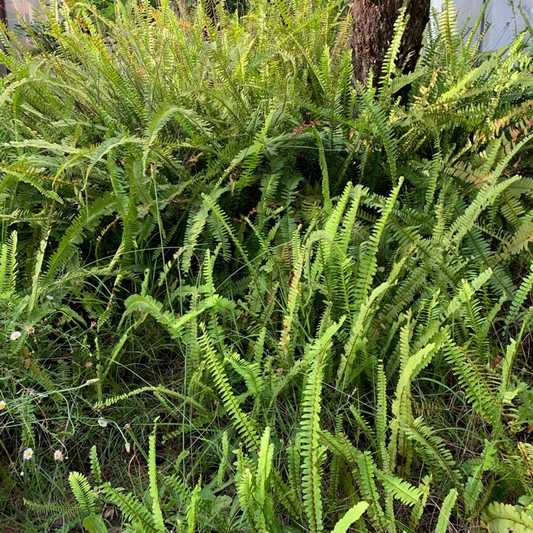 plant image 1428018 plant image 1428018