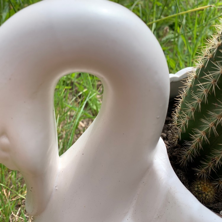 plant image 1429412