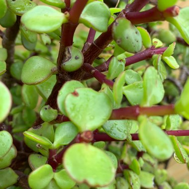 Portulacaria Afra