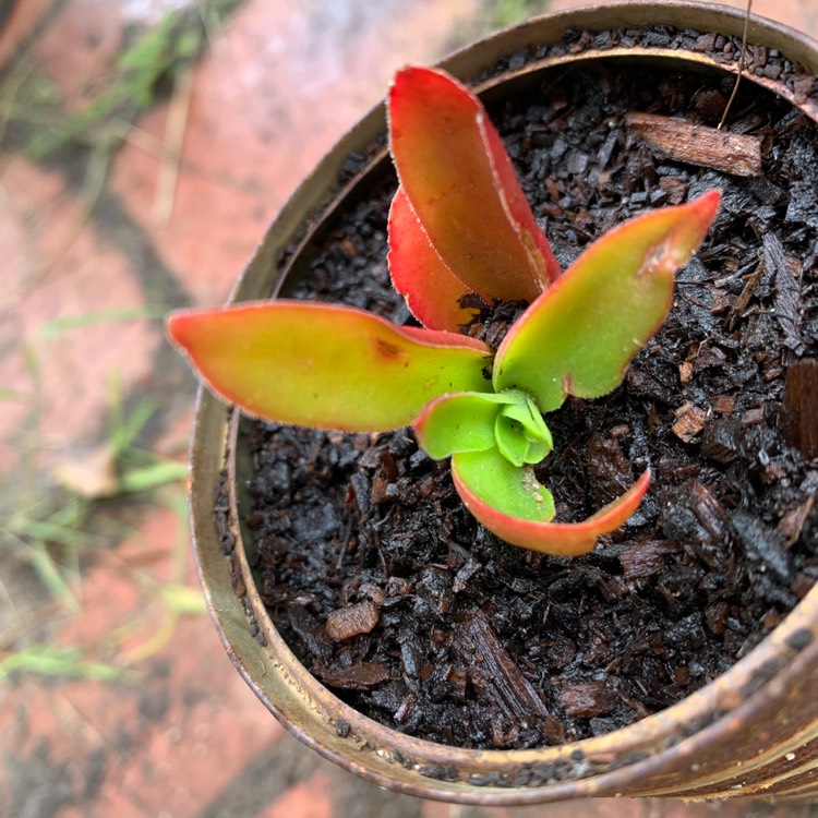 plant image 1430484
